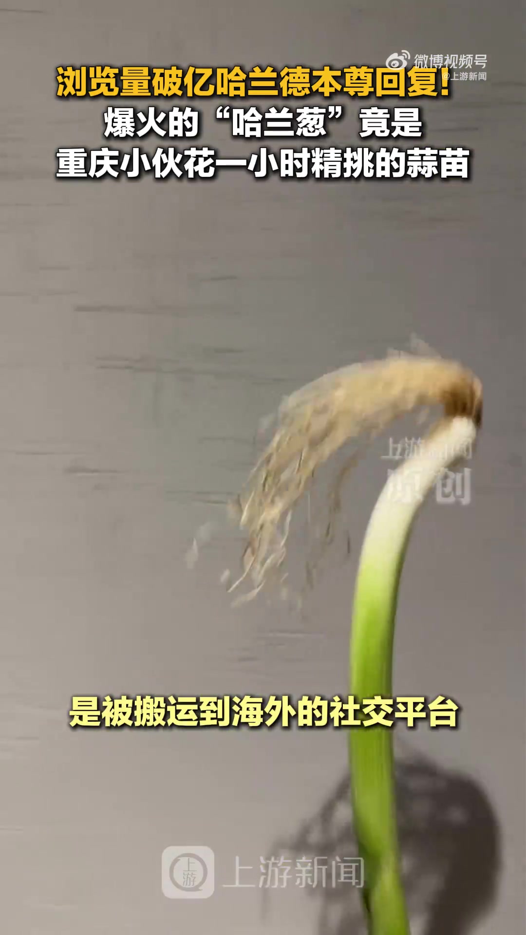 1亿播放量!重庆球迷蒜苗cos哈兰德遭搬运,原作者维权 1亿播放量!重庆球迷蒜苗cos哈兰德遭搬运,原作者维权